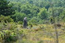 Meule et pelouse sur le plateau des meulières, C. Roche